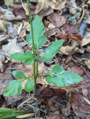 Sceptridium biternatum