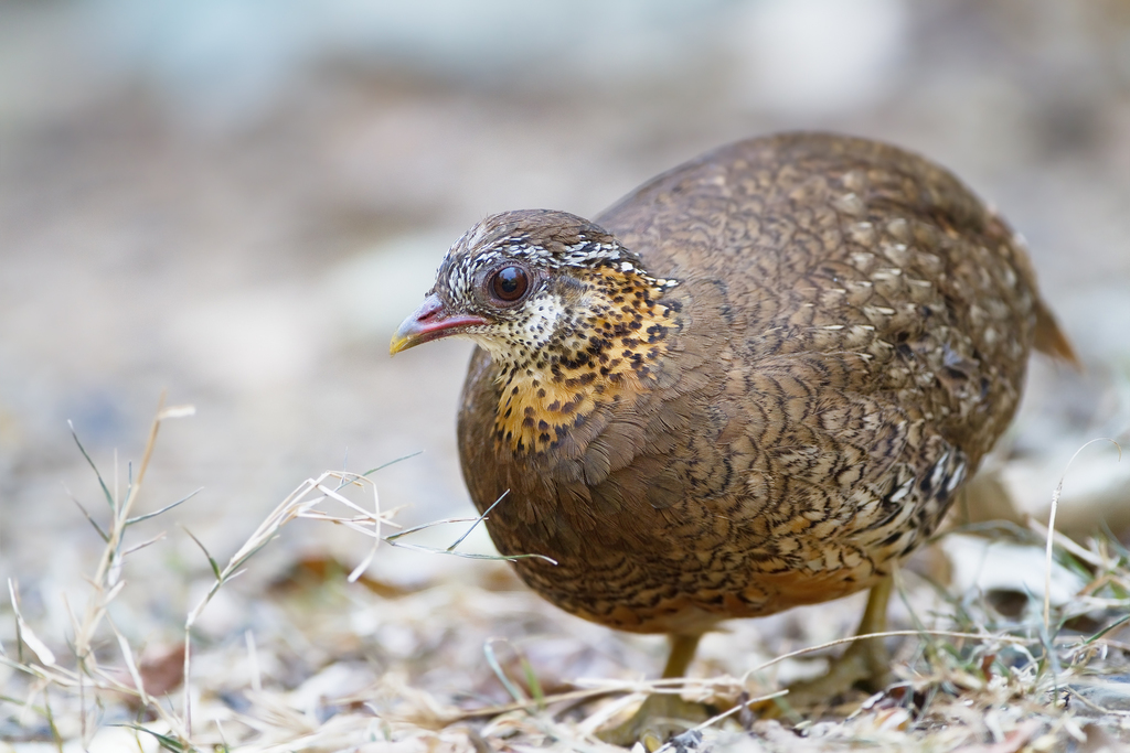 Scaly-breasted Partridge photo