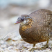 Scaly-breasted Partridge - Photo (c) JJ Harrison, some rights reserved (CC BY-SA)