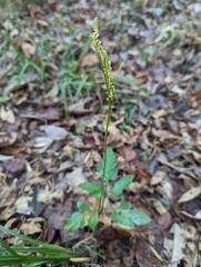 Sceptridium biternatum