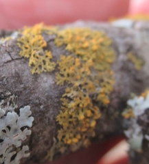 Xanthomendoza