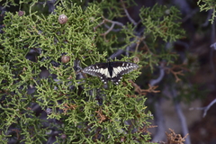 Papilio polyxenes rudkini