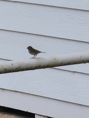 Setophaga palmarum palmarum