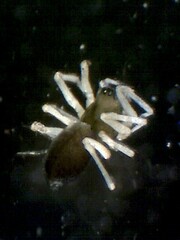 Erigone aletris