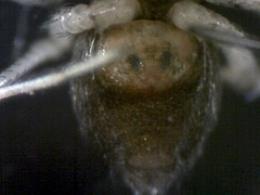 Erigone aletris