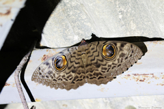 Erebus macrops