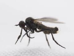 Rhamphomyia