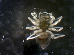 Erigone aletris