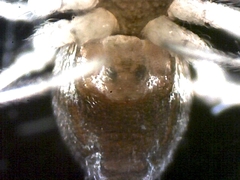 Erigone aletris