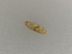 Platphalonidia magdalenae