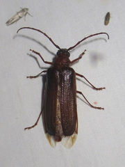 Tragosoma spiculum