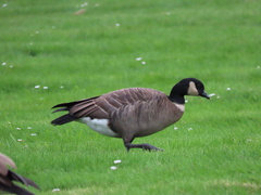 Branta hutchinsii leucopareia