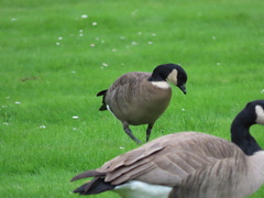 Branta hutchinsii leucopareia