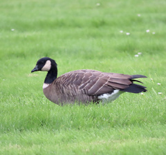 Branta hutchinsii leucopareia