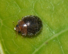 Rhyzobius lophanthae