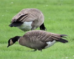 Branta hutchinsii leucopareia