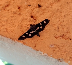 Nomophilini