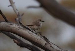 Acanthiza uropygialis