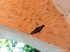 Nomophilini