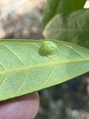 Dryocosmus juliae