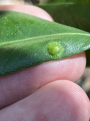Dryocosmus juliae
