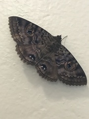 Speiredonia spectans