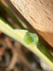 Dryocosmus juliae