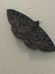 Speiredonia spectans