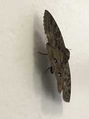 Speiredonia spectans