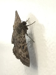 Speiredonia spectans
