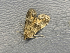Elophila obliteralis