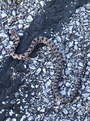 Lampropeltis calligaster