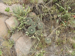 Mammillaria magnimamma