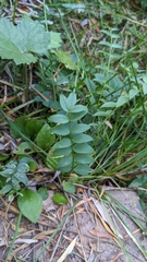 Polemonium occidentale