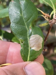 Cameraria tildeni