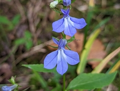 Lobelia amoena