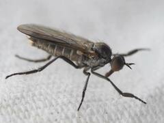 Rhamphomyia