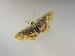 Idaea scintillularia