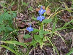 Lobelia amoena