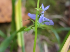 Lobelia amoena