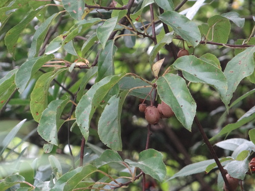 Actinidia rufa iNat (3)