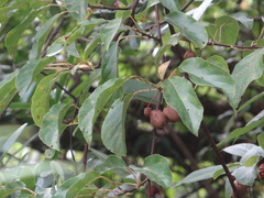 Actinidia rufa