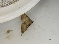 Herpetogramma phaeopteralis