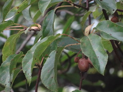 Actinidia rufa