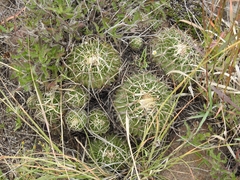 Echinofossulocactus crispatus