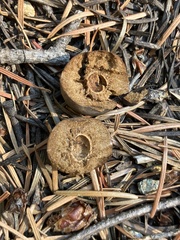 Dryocosmus castanopsidis