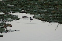 Tachybaptus dominicus