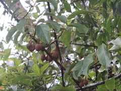 Actinidia rufa