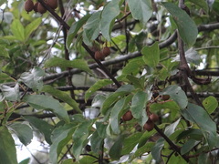 Actinidia rufa