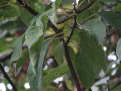 Actinidia rufa